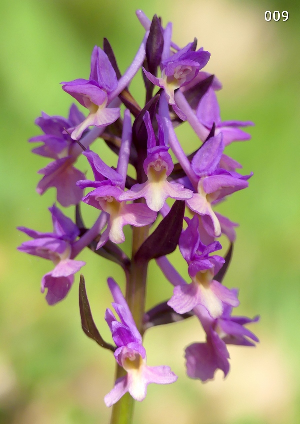 Dactylorhiza romana in una splendida variabilit - provincia di Caserta marzo 2019